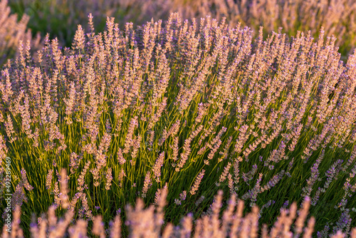 Beautiful lavander flowers in the summer. Close up Bushes of lavender purple aromatic flowers at lavender field. Lavender flower, violet Lavender flowers in nature with copy space
