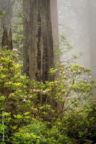 Redwood trees and rhododendrons in California, USA