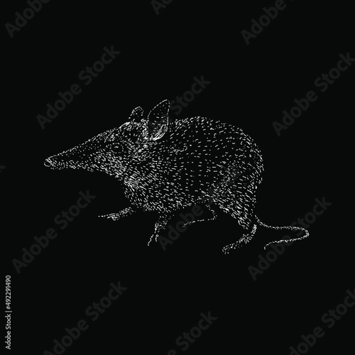 eastern barred bandicoot hand drawing vector illustration isolated on black background