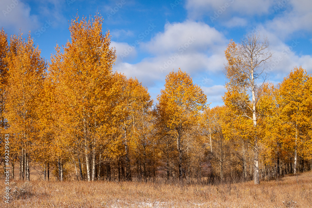 Autumn colours in Grand Teton National Park