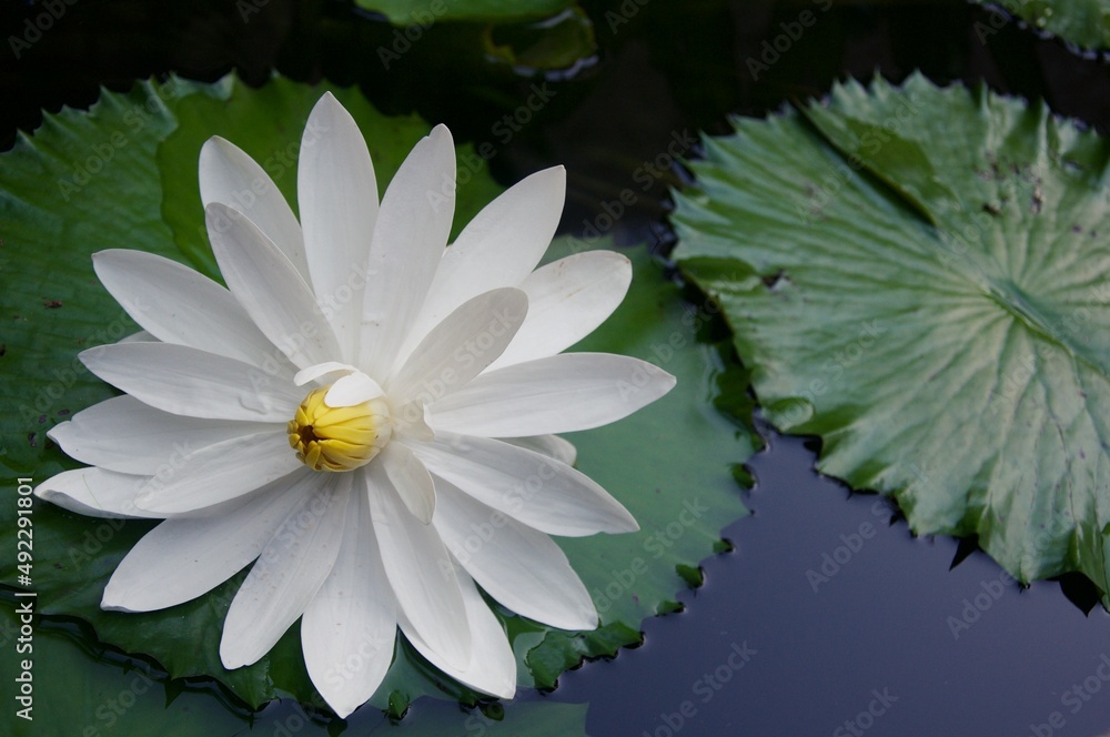 View of the white lotus on the pond, also known as Nymphaea lotus, the white Egyptian lotus, tiger lotus, or Egyptian white water-lily, is a flowering plant of the family Nymphaeaceae View of the white lotus on the pond, also known as Nymphaea lotus, the white Egyptian lotus, tiger lotus, or Egyptian white water-lily, is a flowering plant of the family Nymphaeaceae