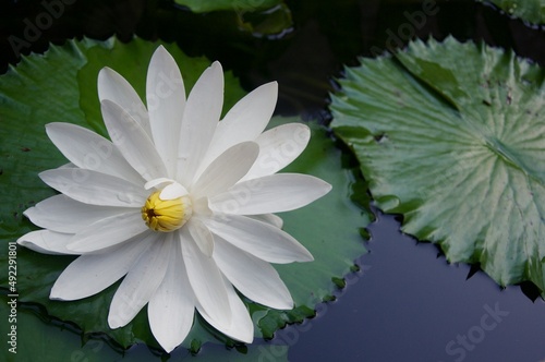View of the white lotus on the pond, also known as Nymphaea lotus, the white Egyptian lotus, tiger lotus, or Egyptian white water-lily, is a flowering plant of the family Nymphaeaceae
