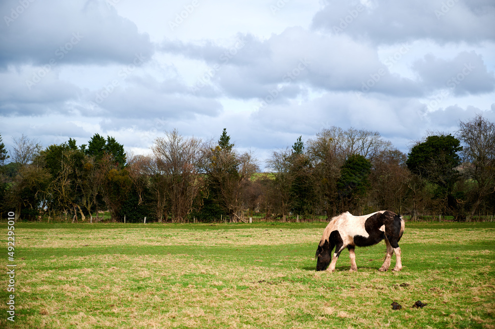 single black and white horse eating grass in a field on cloudy day single black and white horse eating grass in a field on cloudy day