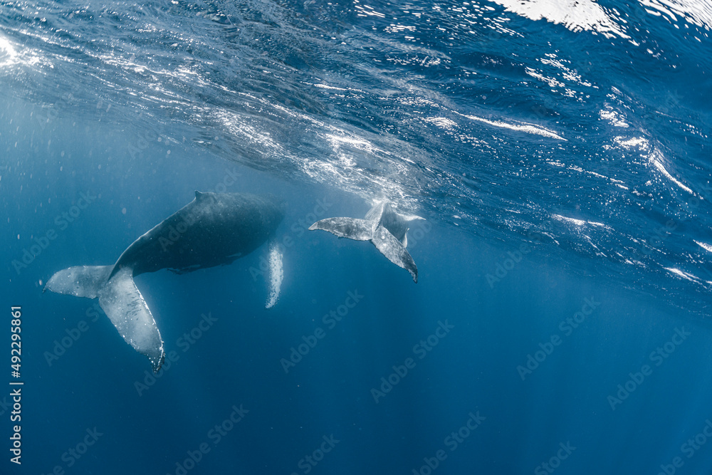 Fototapeta premium Mother and calf Humpback whale