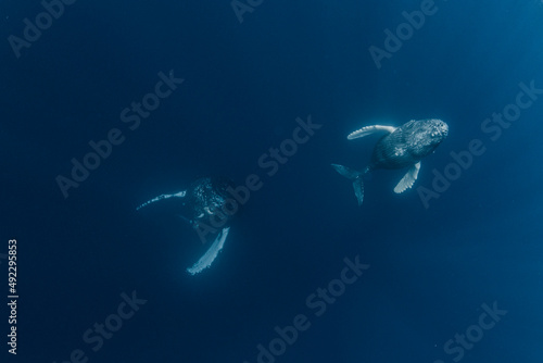 Mother and calf Humpback whale © divedog
