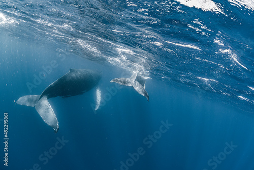 Mother and calf Humpback whale