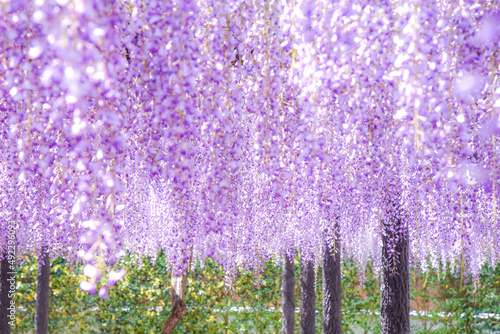 藤の花　長藤　藤棚　昼