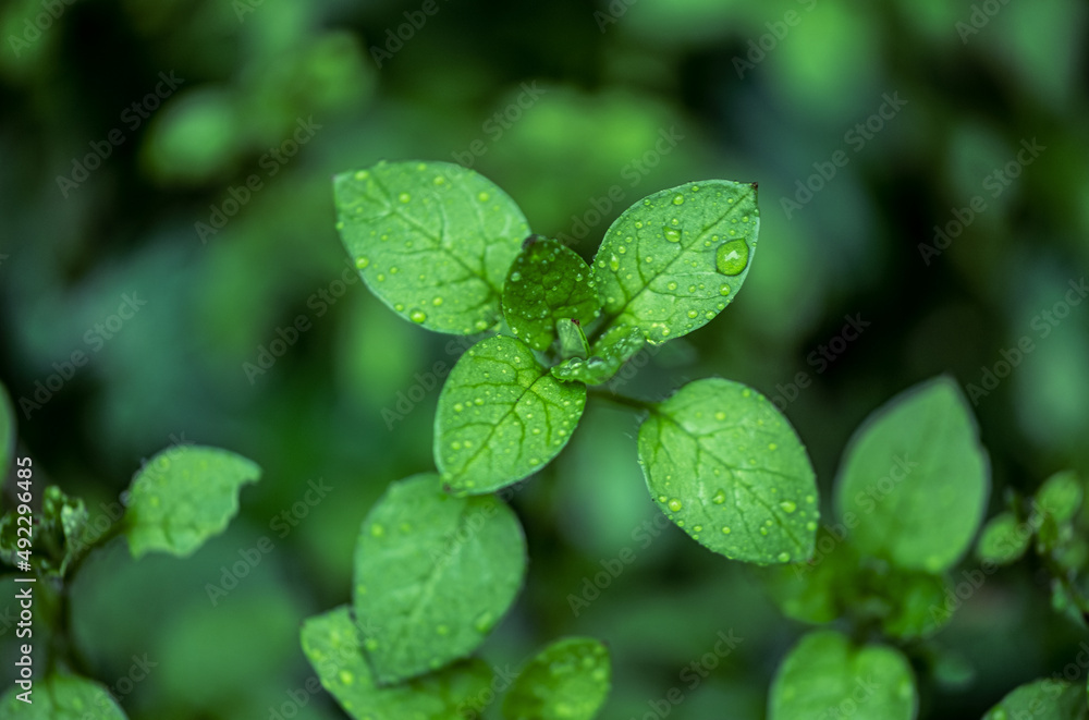 clover leaves clover leaves