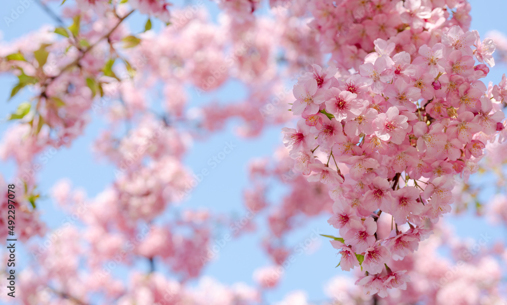 桜 桜