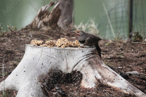 birds eating