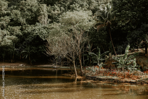 lake in the forest