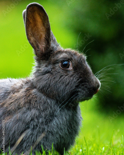 rabbit in the grass