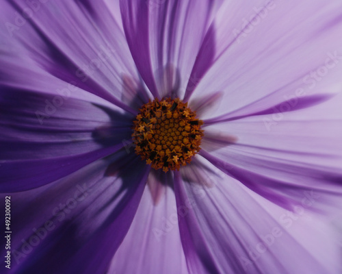 close up of purple daisy
