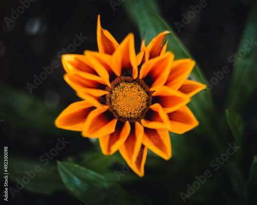flower in the garden