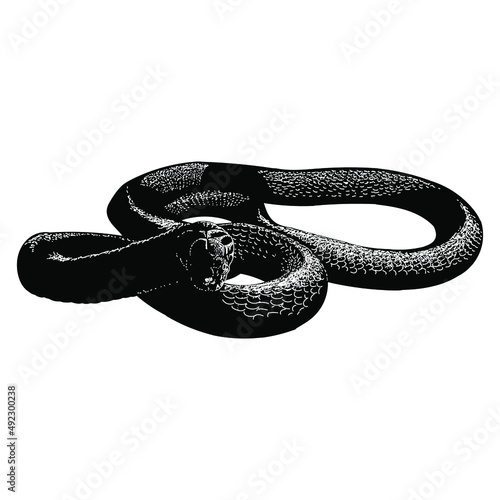 king cobra hand drawing vector illustration isolated on white background