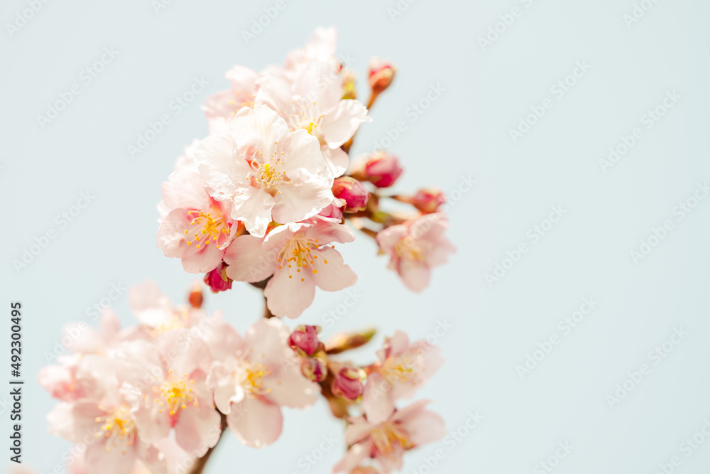 Cherry branch with flowers in spring bloom, A beautiful Japanese tree branch with cherry blossoms, Spring Flowers, Cherry, Sakura Cherry branch with flowers in spring bloom, A beautiful Japanese tree branch with cherry blossoms, Spring Flowers, Cherry, Sakura