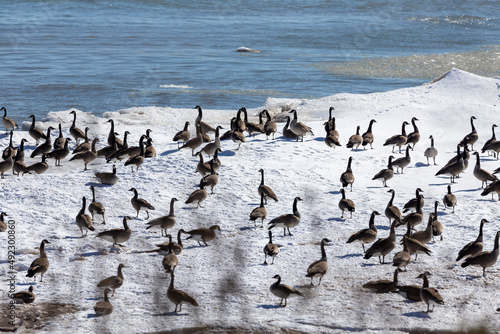 A flock of Canadian geese (Branta canadensis) on an ice floes on the shores of Lake Michigan
