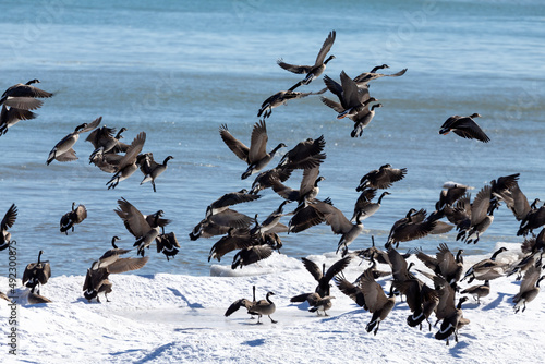 Foto Departing a flock of Canada geese