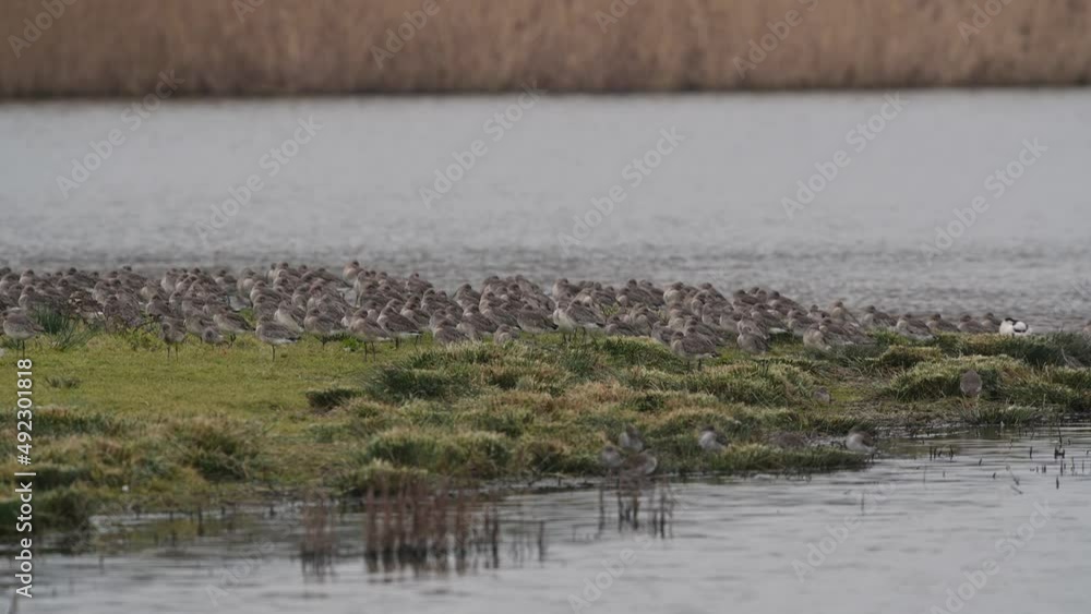 Black-tailed Godwit, Limosa limosa in the flight in environment at dawn Black-tailed Godwit, Limosa limosa in the flight in environment at dawn