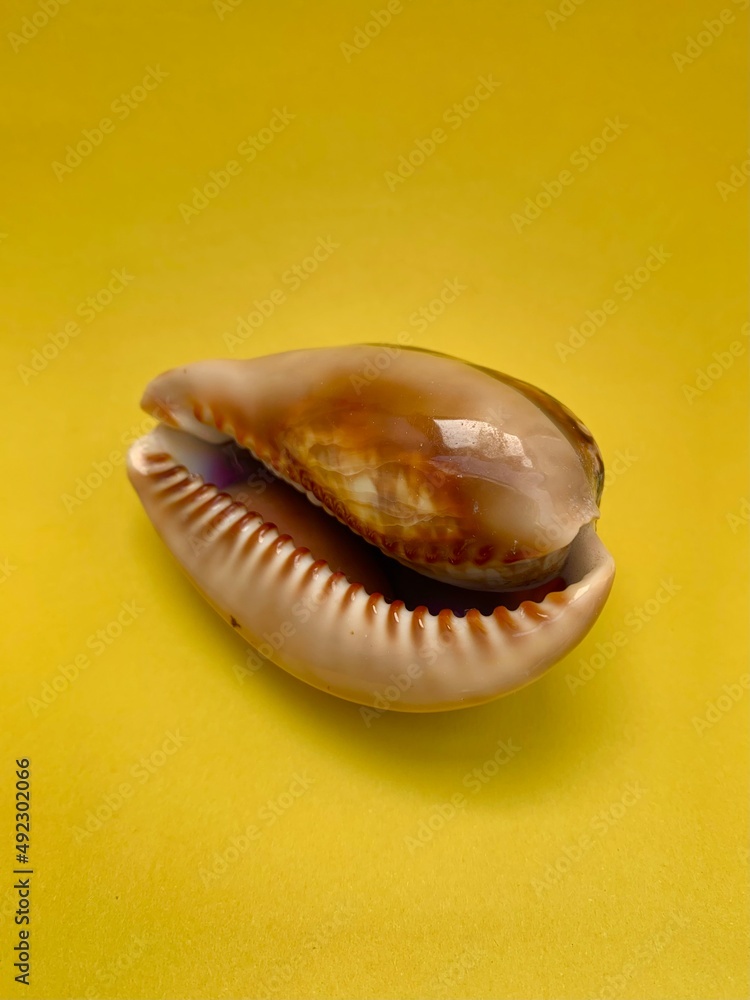 Sea shell on a yellow background Sea shell on a yellow background
