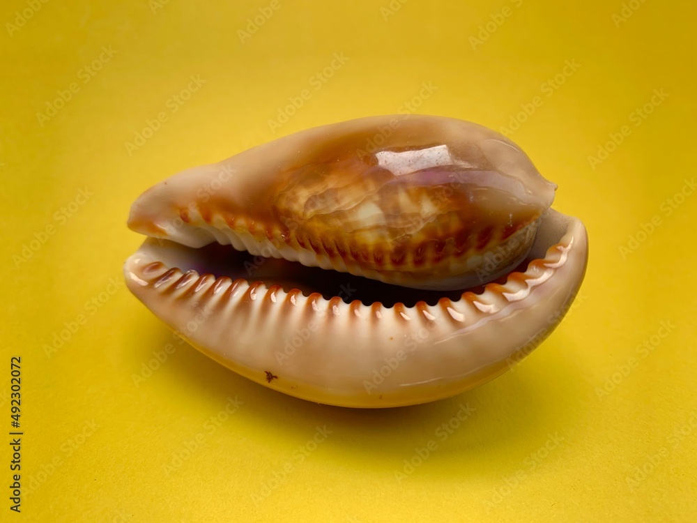 Sea shell with beautiful texture on yellow background shot indoor studio