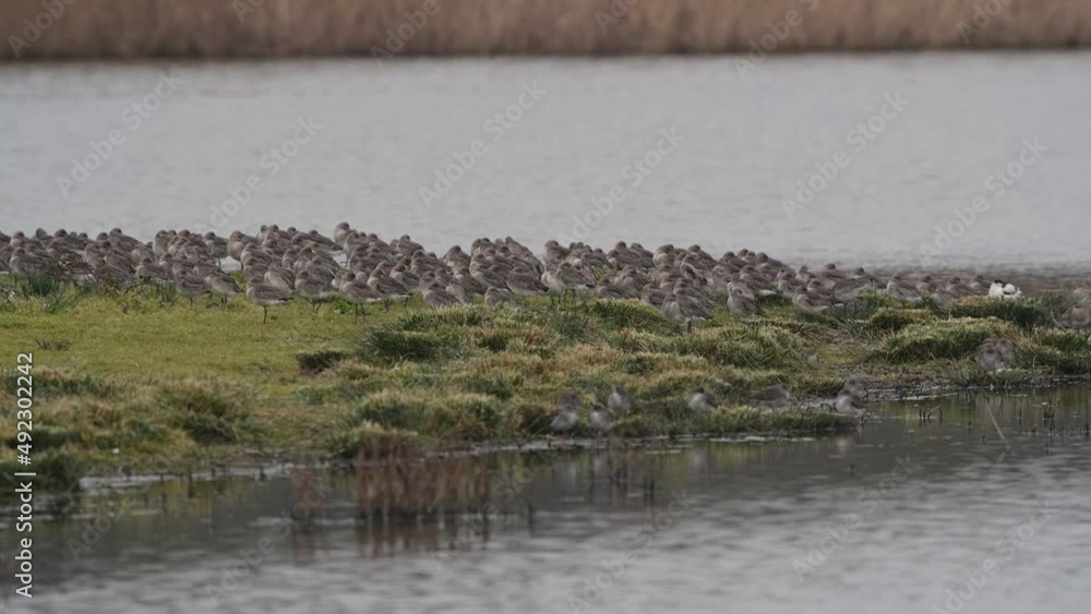 Black-tailed Godwit, Limosa limosa in the flight in environment at dawn Black-tailed Godwit, Limosa limosa in the flight in environment at dawn