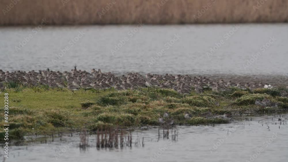 Black-tailed Godwit, Limosa limosa in the flight in environment at dawn Black-tailed Godwit, Limosa limosa in the flight in environment at dawn
