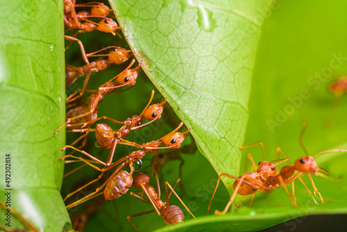 red ant, ant action team work for build a nest,ant on green leaf in garden among green leaves blur background, selective eye focus and black backgound, macro © ISENGARD