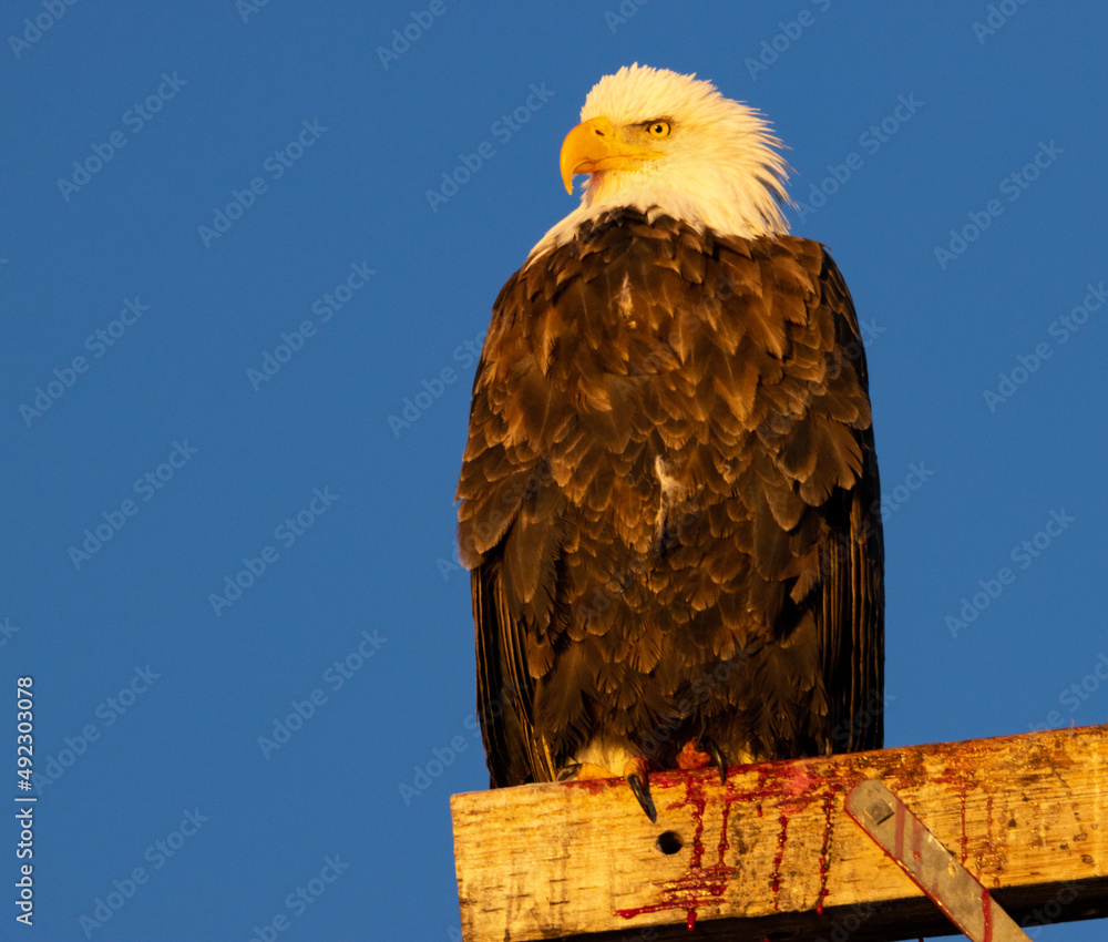Bald Eagle