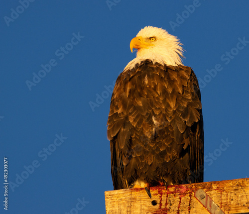 Obraz na płótnie american bald eagle w salonie