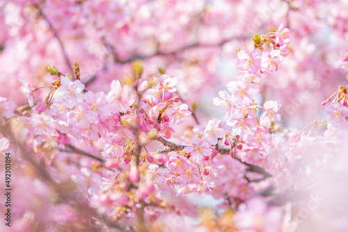 【春】桜の花 河津桜