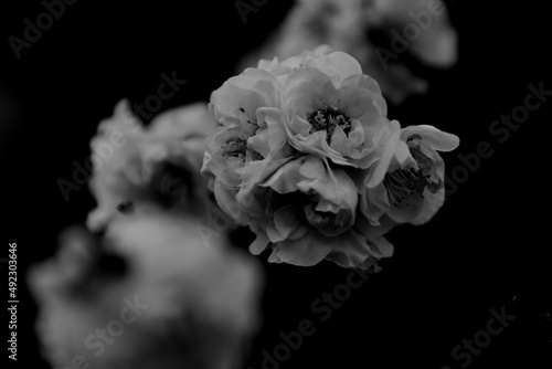 梅の花 モノクロ 春 白い花