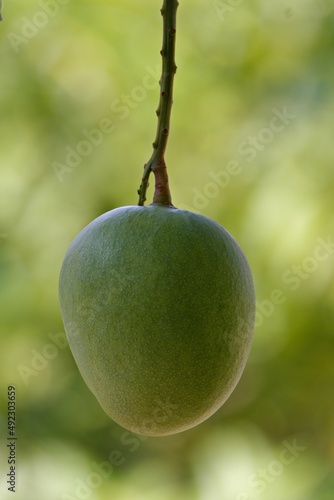 Mango 
