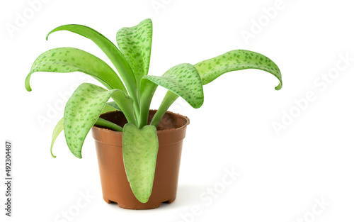 Gant squill in pot isolated on white background. Drimiopsis botryoides Baker, Leopard lily succulent underground stem head like an onion. photo