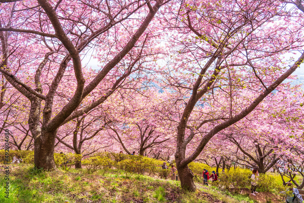 河津桜咲くまつだ桜まつり