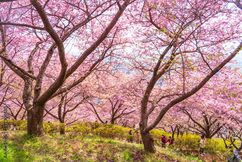 河津桜咲くまつだ桜まつり