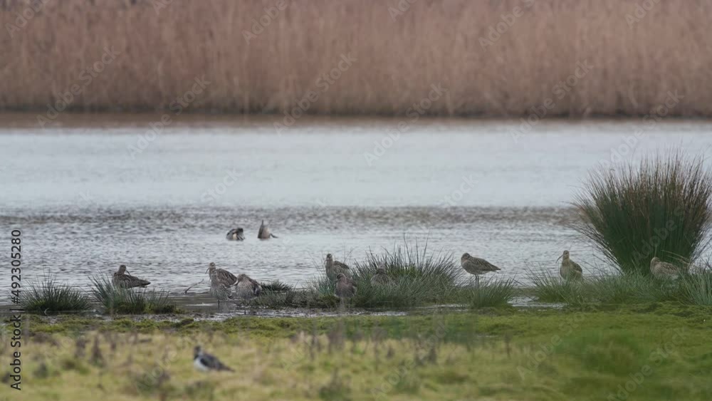 Eurasian Curlew or Common Curlew, Numenius arquata in environment at dawn Eurasian Curlew or Common Curlew, Numenius arquata in environment at dawn