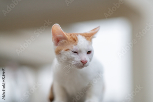 Beautiful white kitten with red spots. © shymar27