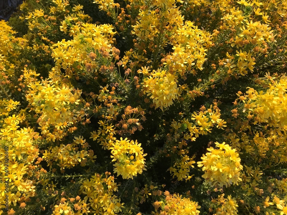 yellow flowers background yellow flowers background