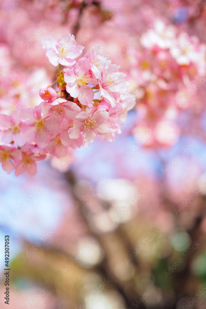 pink cherry blossom 河津桜