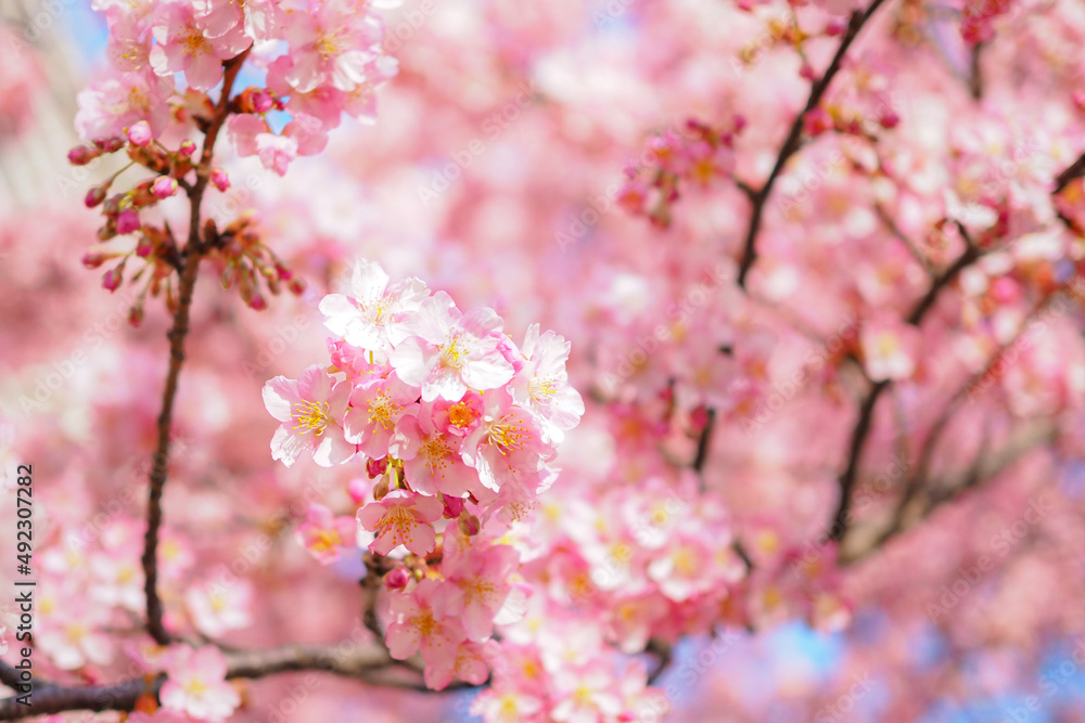 Obraz premium pink cherry blossom