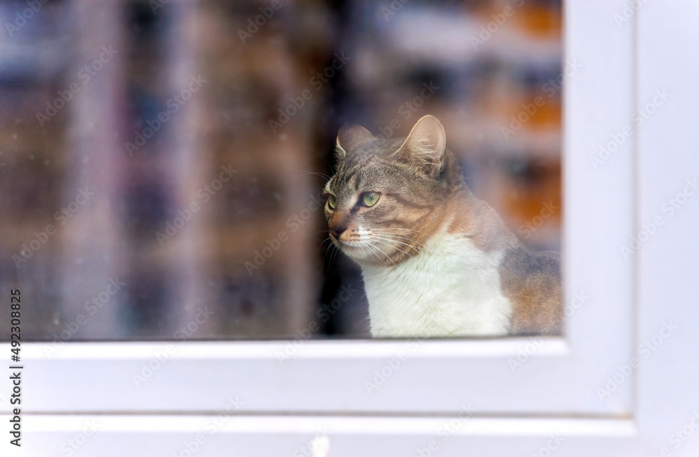 A cat who sits at home and looks out the window