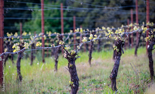 Morning light helps new growth on rows of grapevines glow in this view of an Oregon vineyard. 