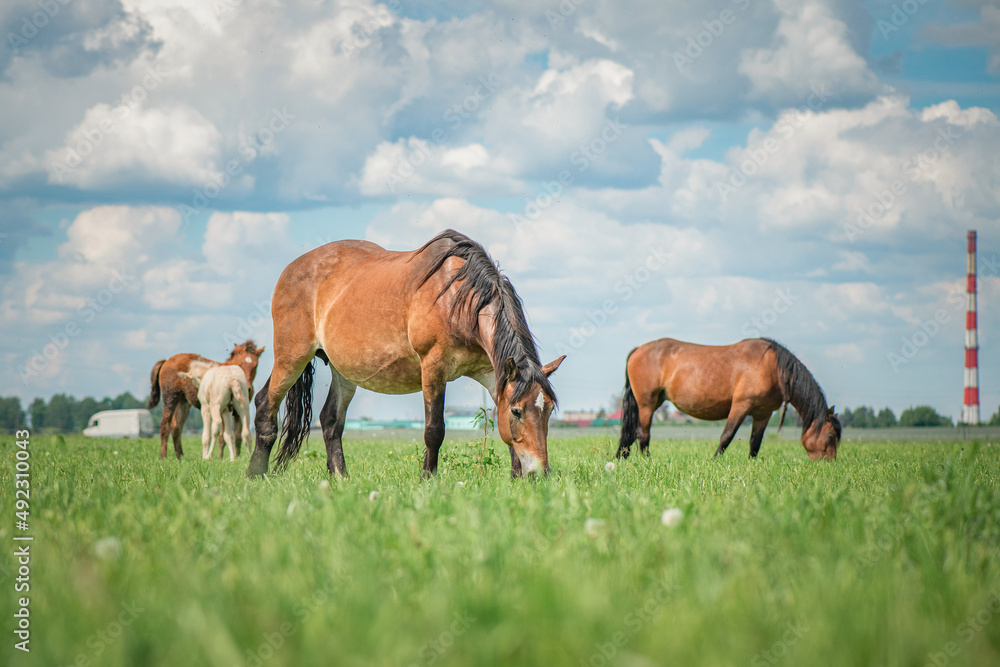 Rural horses graze on the collective farm field in the summer. Rural horses graze on the collective farm field in the summer.