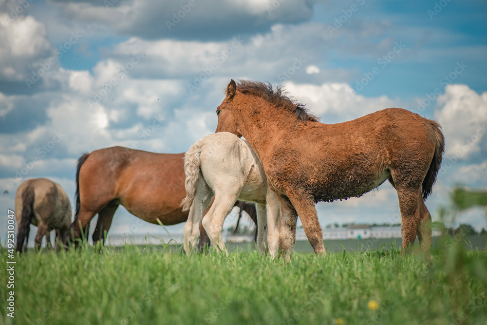 Obraz premium Rural horses graze on the collective farm field in the summer.