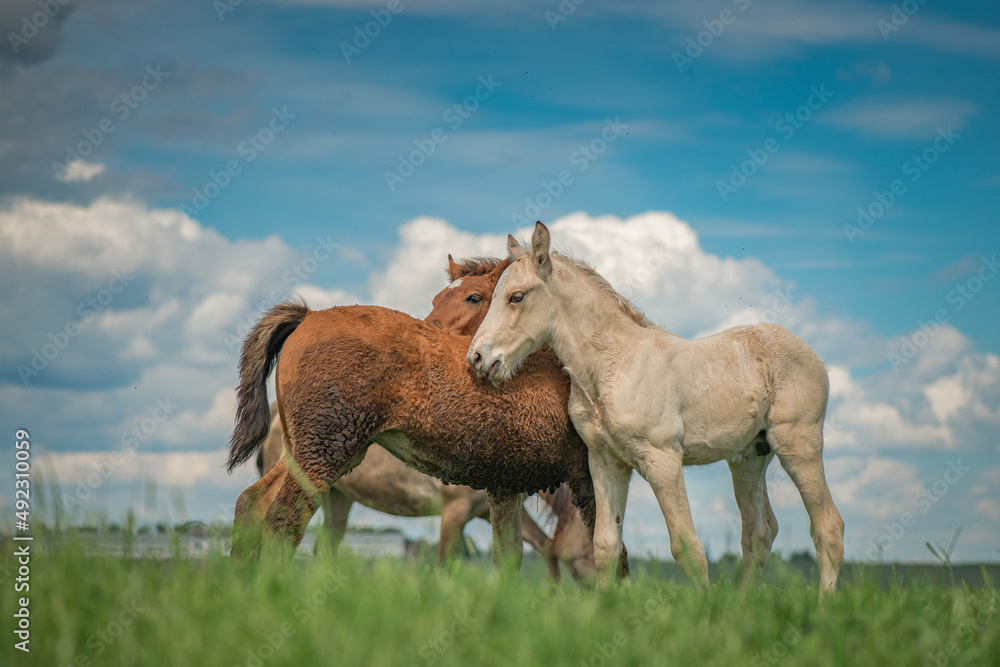 Rural horses graze on the collective farm field in the summer.