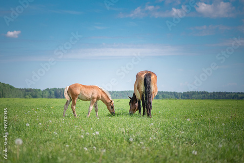Rural horses graze on the collective farm field in the summer.