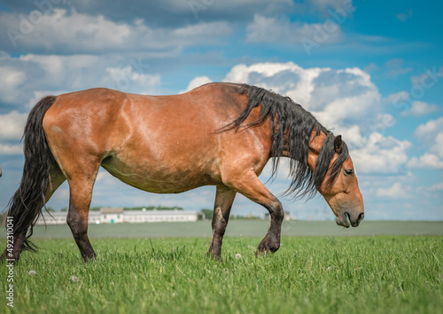 Rural horses graze on the collective farm field in the summer.