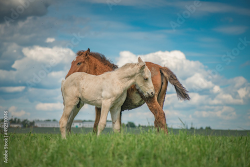 Rural horses graze on the collective farm field in the summer.