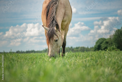 Rural horses graze on the collective farm field in the summer. photo